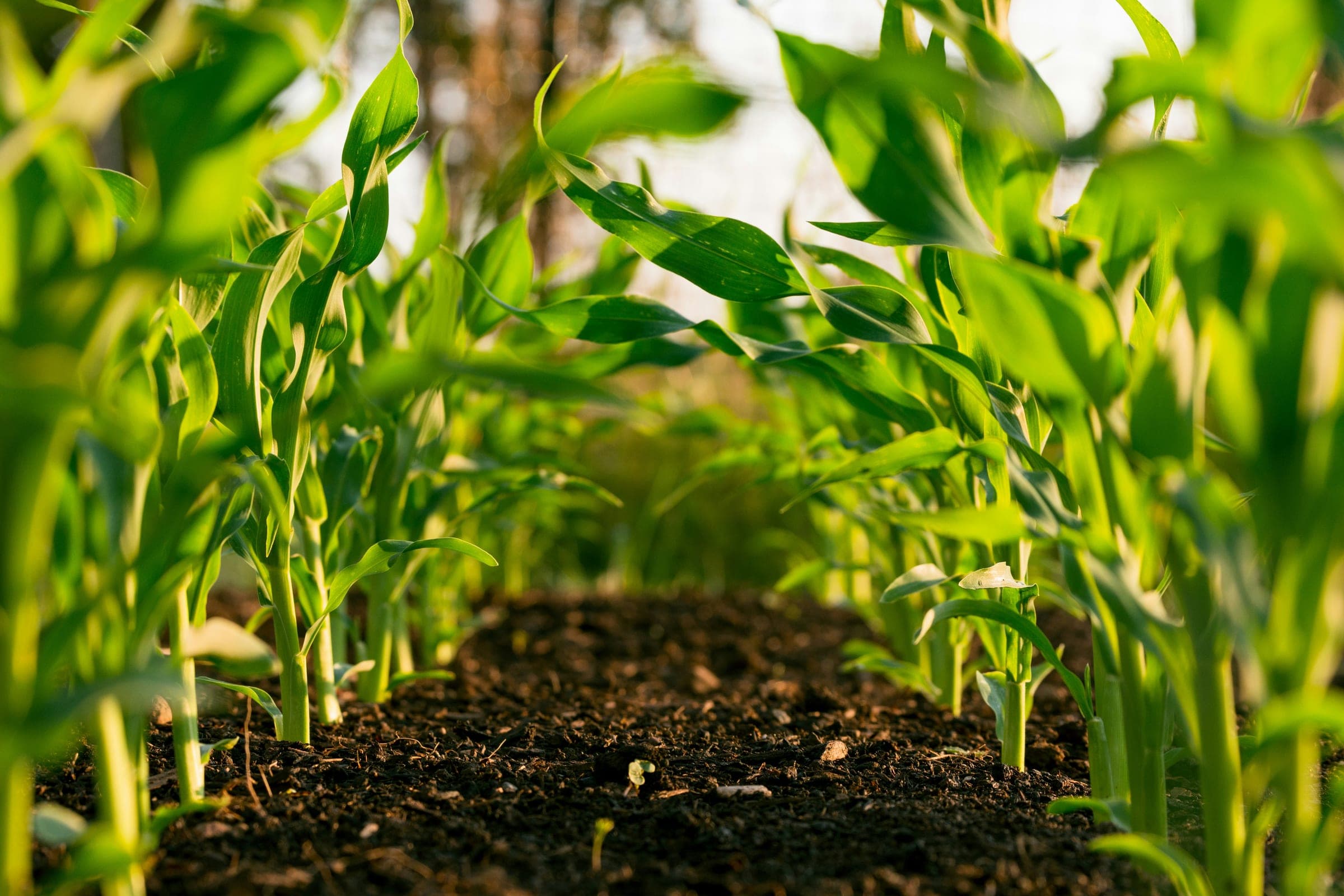 Equipamiento agrícola en terreno